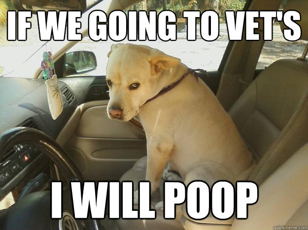 If we going to vet's i will poop - If we going to vet's i will poop  Misc