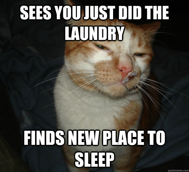 Sees you just did the laundry finds new place to sleep  Cool Cat Craig