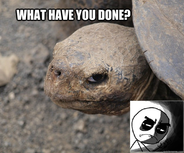 What have you done?  disapproval turtle