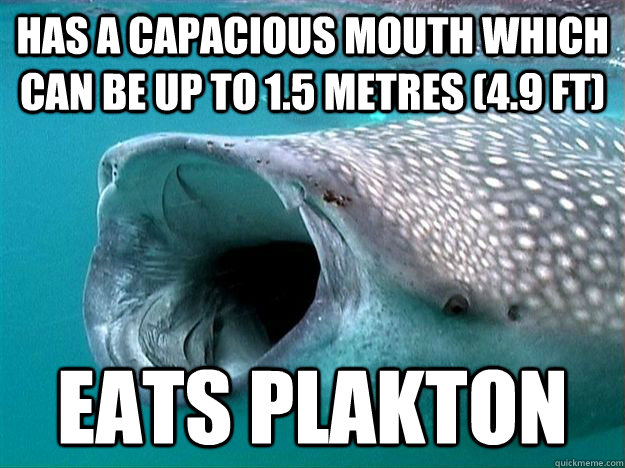 has a capacious mouth which can be up to 1.5 metres (4.9 ft)  Eats plakton  scumbag whale shark