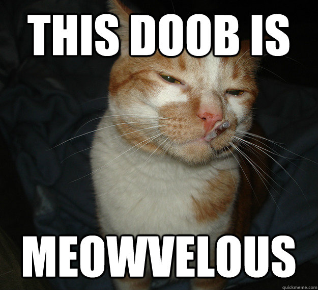 this doob is meowvelous - this doob is meowvelous  Good Guy Cat