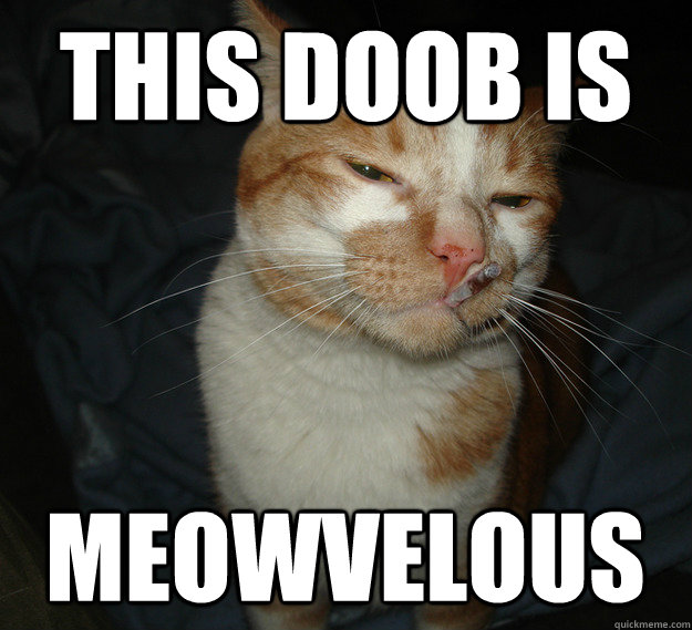 this doob is meowvelous  Good Guy Cat