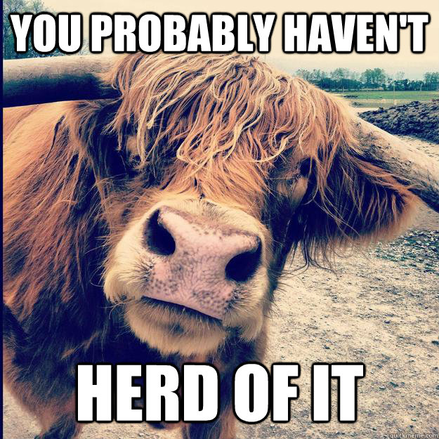 You probably haven't herd of it  Hipster Cow