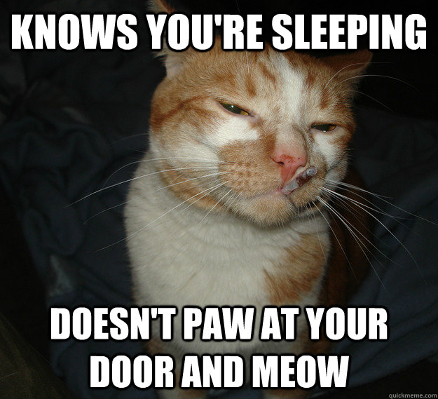 Knows you're sleeping doesn't paw at your door and meow  Good Guy Cat