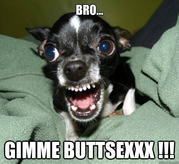 BRO... GIMME BUTTSEXXX !!!  Chihuahua Logic