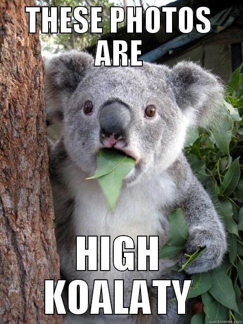 THESE PHOTOS ARE HIGH KOALATY koala bear