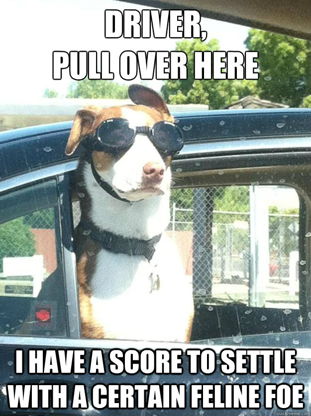 Driver, 
pull over here I have a score to settle with a certain feline foe - Driver, 
pull over here I have a score to settle with a certain feline foe  Excellent Dog