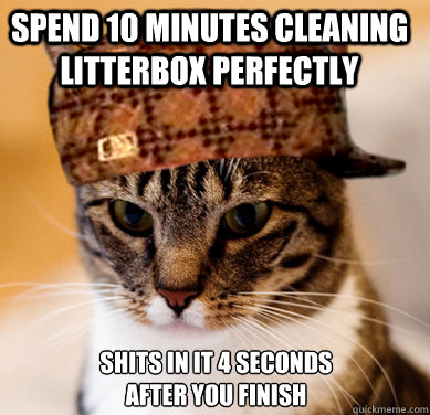 Spend 10 minutes cleaning litterbox perfectly shits in it 4 seconds after you finish  Scumbag Cat