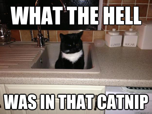 What the hell Was in that catnip - What the hell Was in that catnip  Stoner Cat