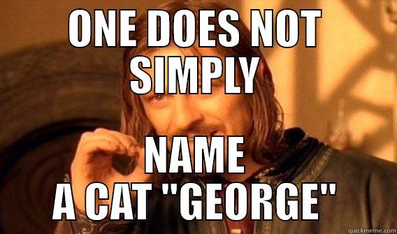 George CAT - ONE DOES NOT SIMPLY NAME A CAT 