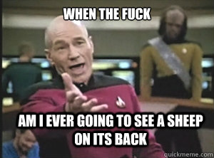 when the fuck am i ever going to see a sheep on its back - when the fuck am i ever going to see a sheep on its back  Annoyed Picard