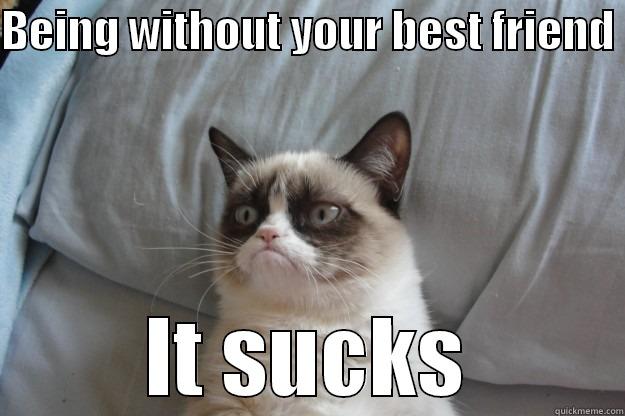 BEING WITHOUT YOUR BEST FRIEND  IT SUCKS Grumpy Cat