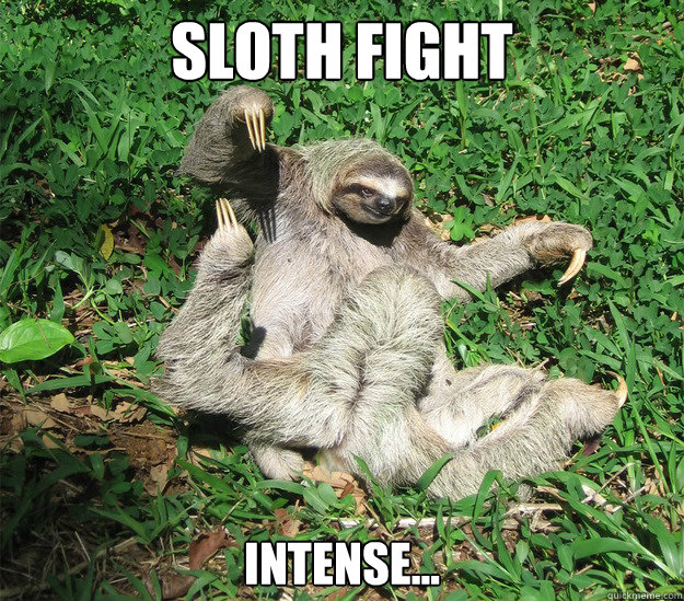 sloth fight Intense... - sloth fight Intense...  Sloth Fight