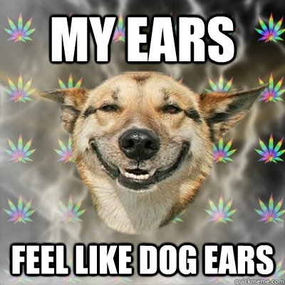 my ears feel like dog ears  Stoner Dog