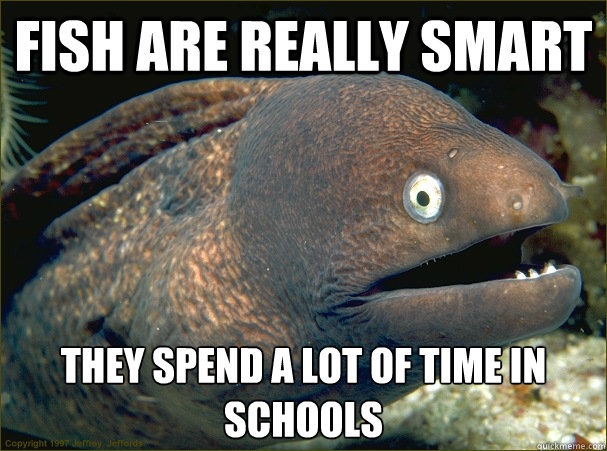 FISH are REALLY SMART They spend a lot of time in schools - FISH are REALLY SMART They spend a lot of time in schools  Bad Joke Eel