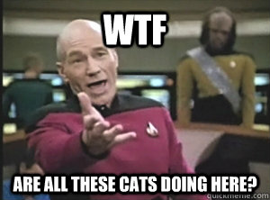WTF are all these cats doing here?  Annoyed Picard