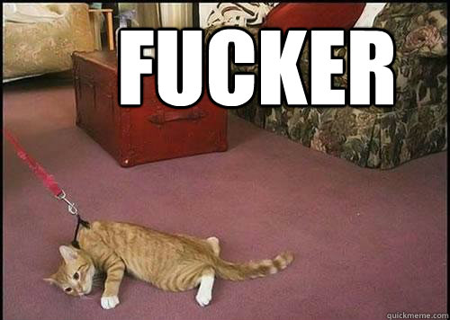 FUCKER    Cats are not dogs