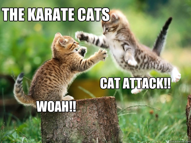 the karate cats
__________________ cat attack!! woah!! - the karate cats
__________________ cat attack!! woah!!  cute kittens