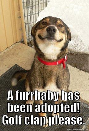  A FURRBABY HAS BEEN ADOPTED! GOLF CLAP PLEASE. Good Dog Greg