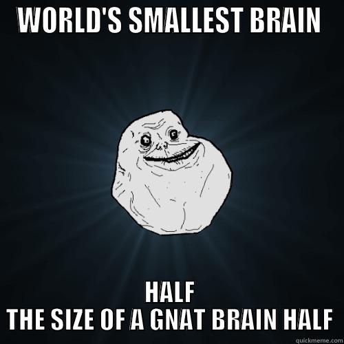 WORLD'S SMALLEST BRAIN HALF THE SIZE OF A GNAT BRAIN HALF Forever Alone