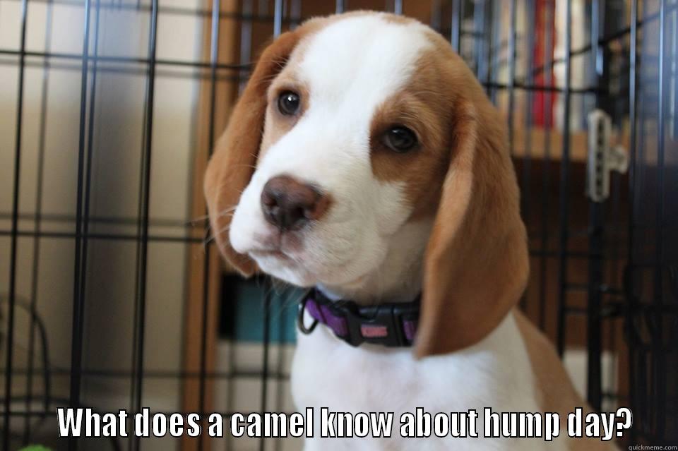 Beagles face  -       WHAT DOES A CAMEL KNOW ABOUT HUMP DAY?  Misc