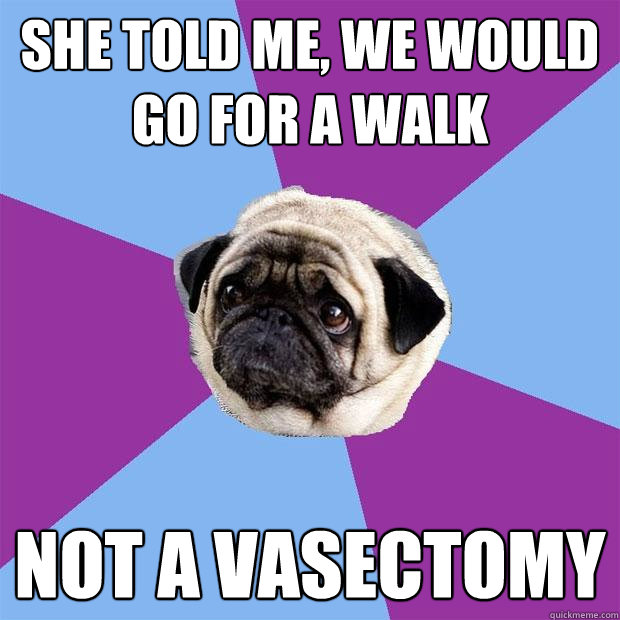 She told me, we would go for a walk Not a vasectomy  Lonely Pug