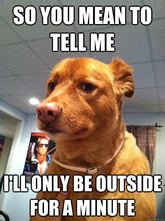 So you mean to tell me  I'll only be outside for a minute  Skeptical Dog