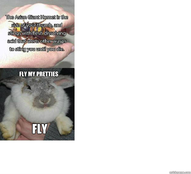 Fly my pretties  fly  Angry Bunny