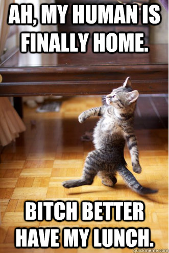 Ah, my human is finally home. Bitch better have my lunch.  Pimp Strut Cat