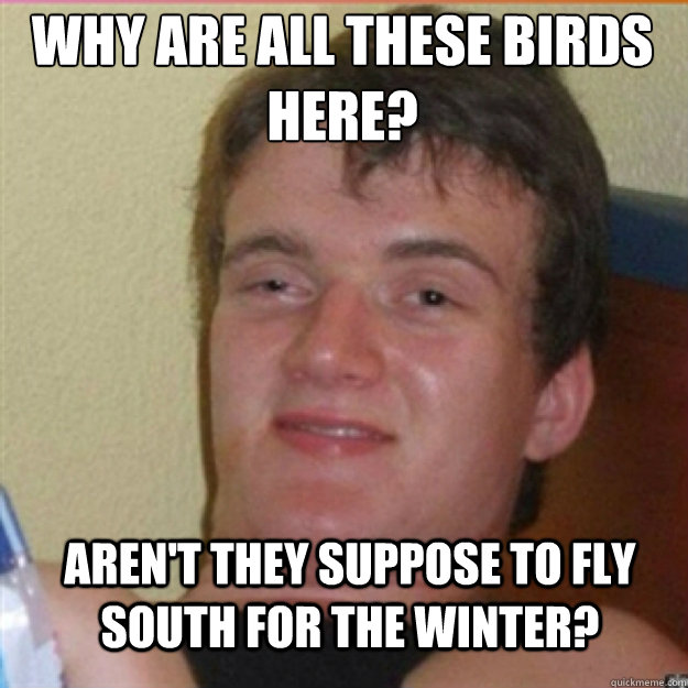 Why are all these birds here? Aren't they suppose to fly south for the winter? - Why are all these birds here? Aren't they suppose to fly south for the winter?  10 High Guy