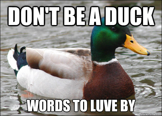 Don't Be A Duck words to luve by  Actual Advice Mallard