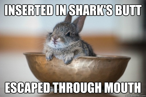 Inserted in Shark's Butt Escaped Through Mouth - Inserted in Shark's Butt Escaped Through Mouth  Baby Bunnys Been To Hell and Back