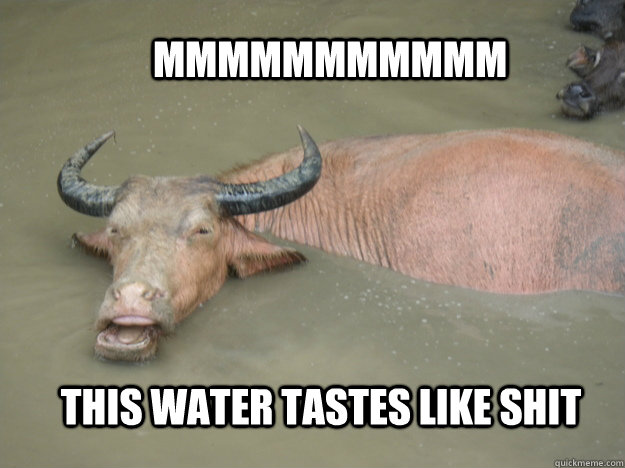 MMMMMMMMMMM THIS WATER TASTES LIKE SHIT - MMMMMMMMMMM THIS WATER TASTES LIKE SHIT  Captain Obvious Water Buffalo