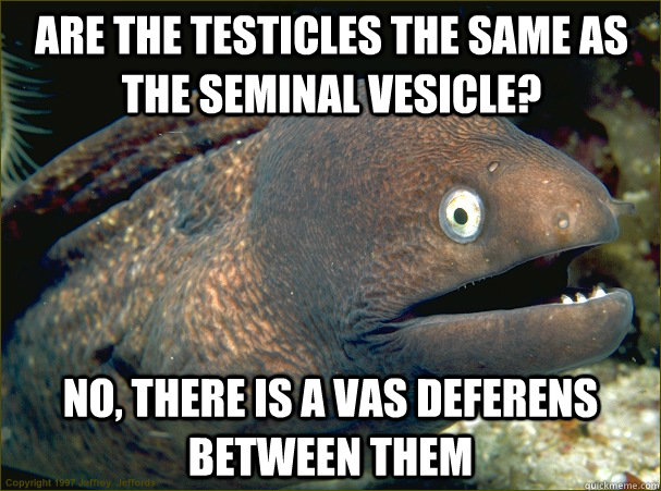 Are the testicles the same as the seminal vesicle? No, there is a vas deferens between them  Bad Joke Eel