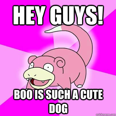 hey guys! boo is such a cute dog  Slowpoke