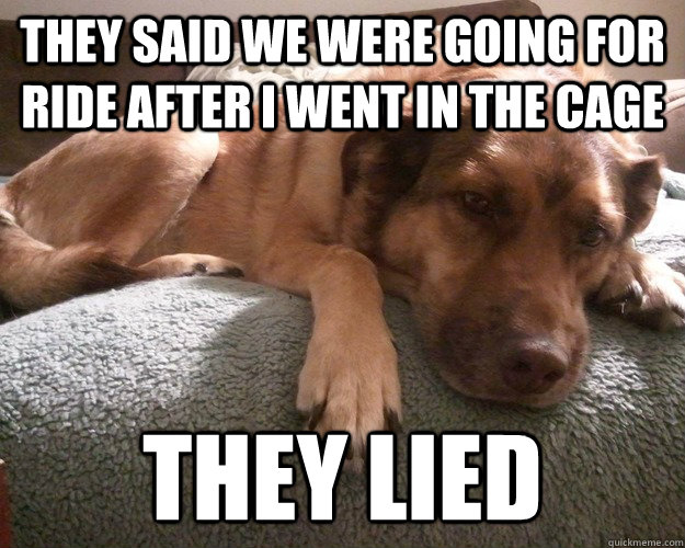 they said we were going for ride after i went in the cage they lied  First World Dog problems