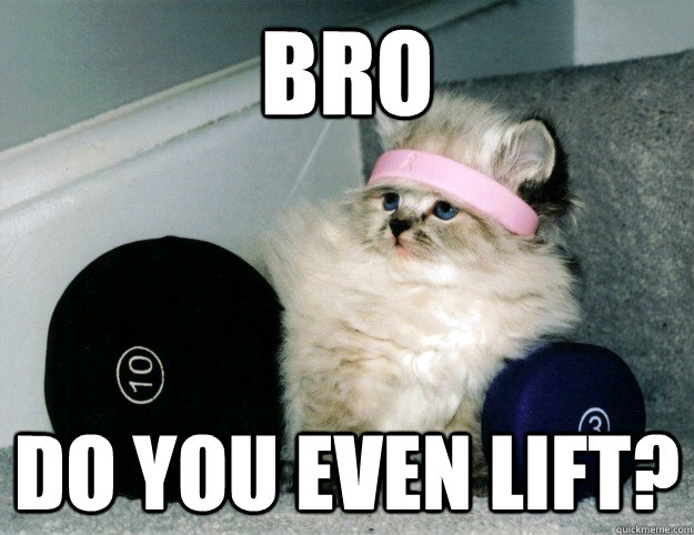 BRO Do you even lift? - BRO Do you even lift?  Bro Cat - do you even lift