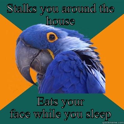 STALKS YOU AROUND THE HOUSE EATS YOUR FACE WHILE YOU SLEEP Paranoid Parrot