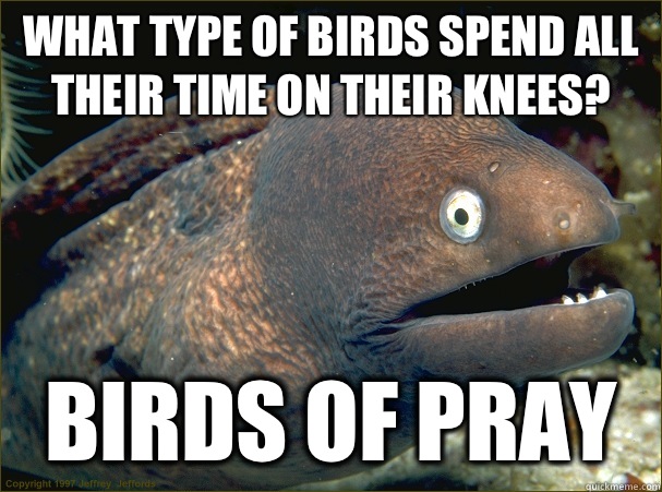 What type of birds spend all their time on their knees? Birds of pray - What type of birds spend all their time on their knees? Birds of pray  Bad Joke Eel