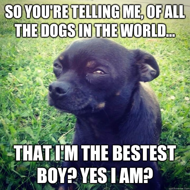 So you're telling me, of ALL the dogs in the world... That I'M the bestest boy? Yes I am? - So you're telling me, of ALL the dogs in the world... That I'M the bestest boy? Yes I am?  Skeptical Dog