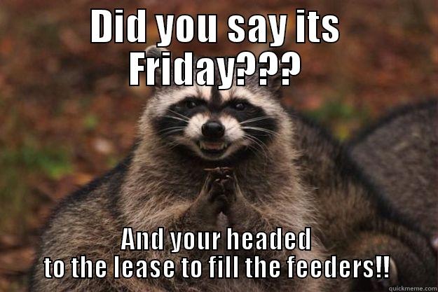 DID YOU SAY ITS FRIDAY??? AND YOUR HEADED TO THE LEASE TO FILL THE FEEDERS!! Evil Plotting Raccoon