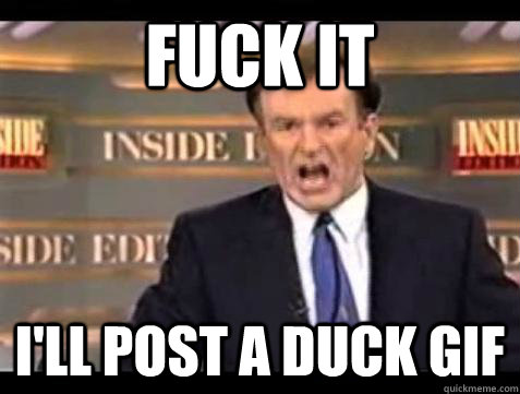 Fuck it I'll post a duck GIF - Fuck it I'll post a duck GIF  Bill OReilly Fuck It