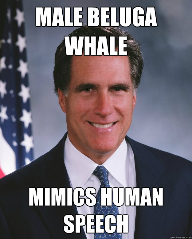 Male beluga whale mimics human speech - Male beluga whale mimics human speech  Credit Stealing Romney