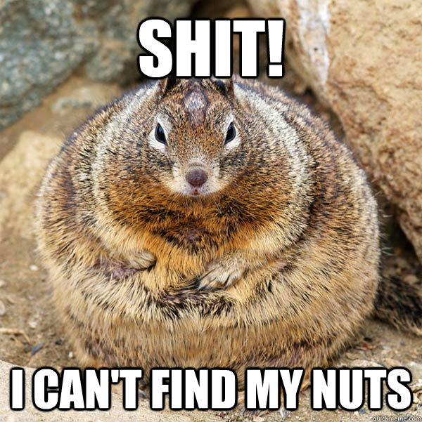 Shit! I can't find my nuts  Obese American Squirrel