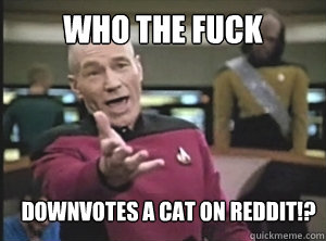 who the fuck downvotes a cat on reddit!?  Annoyed Picard