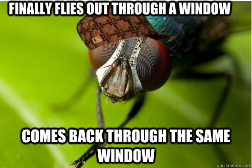 finally flies out through a window comes back through the same window - finally flies out through a window comes back through the same window  Scumbag Fly