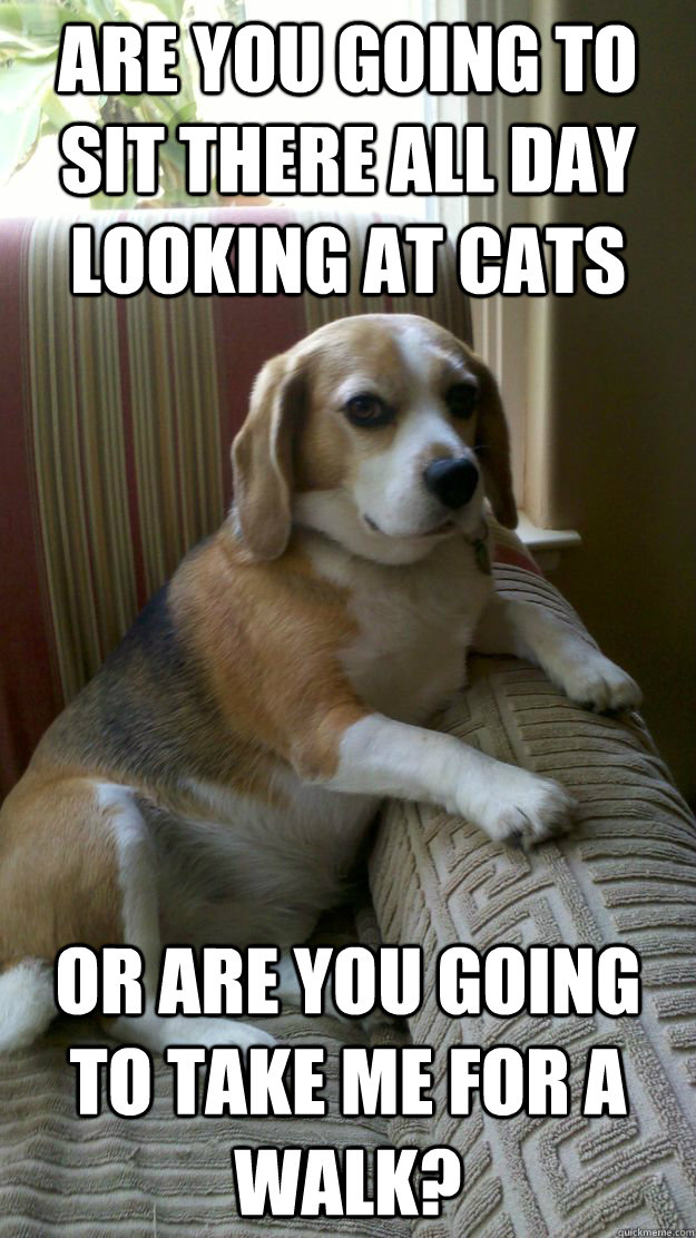 Are you going to sit there all day looking at cats or are you going to take me for a walk? - Are you going to sit there all day looking at cats or are you going to take me for a walk?  Judgemental Dog