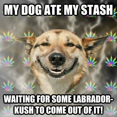 my dog ate my stash waiting for some labrador-kush to come out of it! - my dog ate my stash waiting for some labrador-kush to come out of it!  Stoner Dog