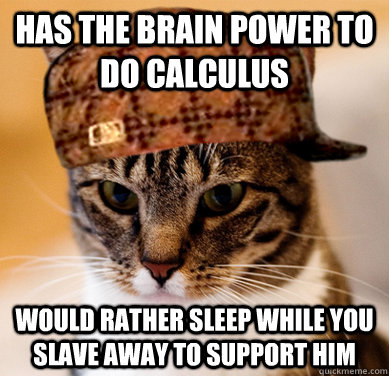 Has the brain power to do calculus Would rather sleep while you slave away to support him  Scumbag Cat