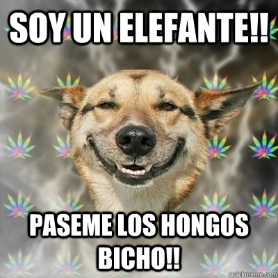 Soy un Elefante!! Paseme los hongos bicho!!  Stoner Dog